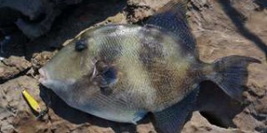 Un poisson mordeur retrouvé dans la Manche