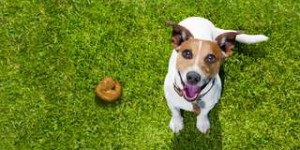 Science décalée : pourquoi les chiens aiment autant les excréments humains