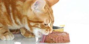 Pourquoi il vaut mieux nourrir son chat une seule fois par jour