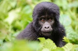 Vidéo : cette espèce presque éteinte de gorilles accueille un nouveau bébé