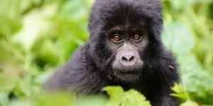 Vidéo : cette espèce presque éteinte de gorilles accueille un nouveau bébé