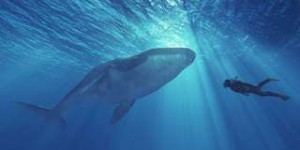 Baleines et dauphins : un risque d’extinction « réel et imminent », alertent les chercheurs