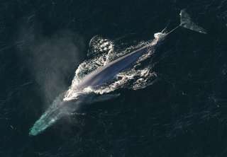 Le chant des baleines bleues révèle le moment où elles vont migrer