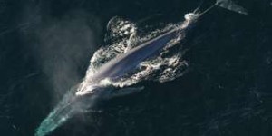 Le chant des baleines bleues révèle le moment où elles vont migrer