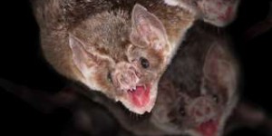 Les chauves-souris vampires pratiquent la distanciation sociale quand elles sont infectées