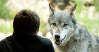 Comme les chiens, les loups s’attachent aux humains