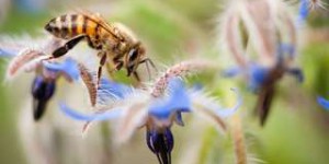 La flore bactérienne des abeilles fonctionne comme une carte d'identité