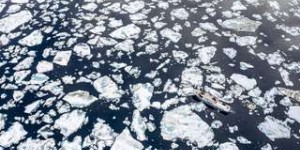 Grands témoins : le pôle Nord perd le nord, par Florian Ledoux