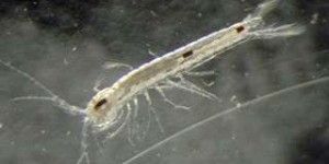 Une nouvelle espèce de crustacé, aveugle, découverte dans les calanques de Marseille