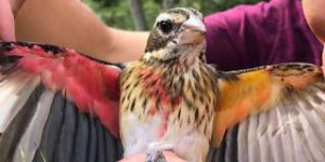 Un oiseau mi-mâle mi-femelle découvert en Pennsylvanie