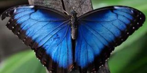 Des papillons Morpho émergent de leur chrysalide en time-lapse