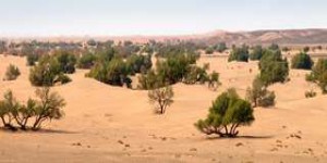 Surprise ! les satellites ont compté plus d’arbres à l’ouest du Sahara et au Sahel qu’on ne le pensait