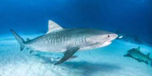 En video : à la rencontre du requin-tigre avec Shark Education