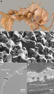 Étrangeté du vivant : cette fourmi porte une véritable armure pour se protéger des infections !