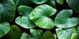 Kézako : la photosynthèse, ou comment les plantes produisent de l'oxygène
