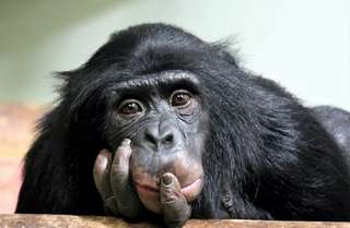 Les divergences entre les bonobos et des chimpanzés s'éclairent
