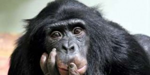 Les divergences entre les bonobos et des chimpanzés s'éclairent