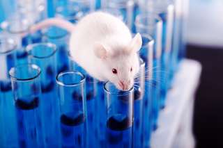 Enquête : vers la fin de l'expérimentation animale ?