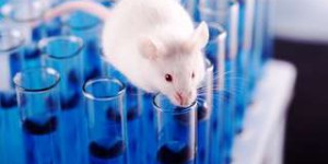 Enquête : vers la fin de l'expérimentation animale ?