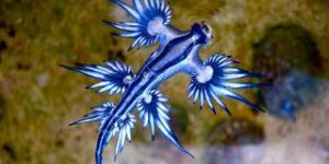 Étrangeté du vivant : découvrez le fascinant dragon bleu des mers