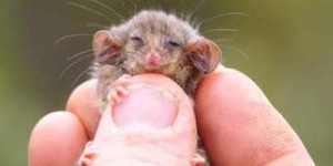 Étrangeté du vivant : cette miniscule créature a survécu aux incendies australiens