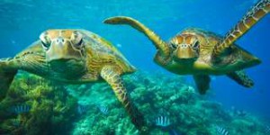Inédit : la contre-attaque d'une tortue de mer contre un requin-tigre filmée pour la première fois