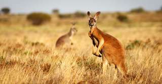 Les kangourous cherchent à entrer en contact avec nous