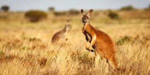 Les kangourous cherchent à entrer en contact avec nous