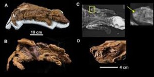 Un louveteau en parfait état retrouvé 57.000 ans après sa mort