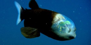 Le top 10 des créatures des profondeurs du Monterey Bay Aquarium