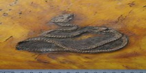 Le plus vieux python du monde vivait en Europe