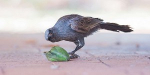 Bêtes de science : quand jouer rend les oiseaux intelligents