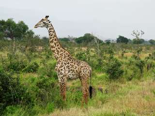 Des cas mystérieux de girafes naines observés en Afrique