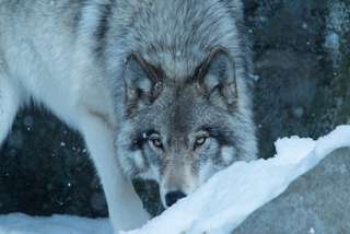 Les causes de la disparition il y a 12.000 ans du « loup terrible » popularisé dans Game of Thrones ?
