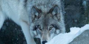 Les causes de la disparition il y a 12.000 ans du « loup terrible » popularisé dans Game of Thrones ?