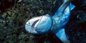 La disparition des requins et des raies laisse un « trou béant dans la vie océanique »