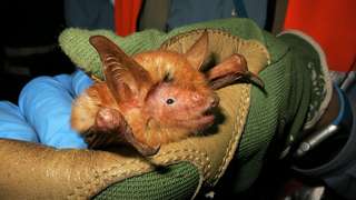 Étrangeté du vivant : une chauve-souris à la fourrure orange découverte en Afrique