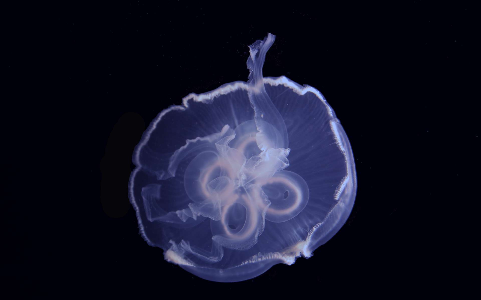 Étrangeté du vivant : les méduses, championnes de natation