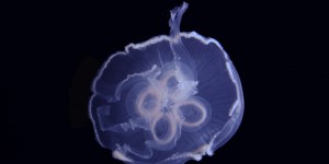 Étrangeté du vivant : pourquoi les méduses nagent-elles si bien ?