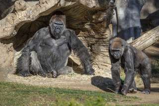 Des gorilles infectés par le coronavirus à San Diego