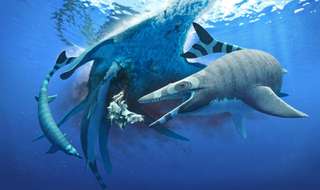 Les mosasaures avaient des dents de requin