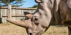 Opération FIV pour les rhinocéros blancs du Nord