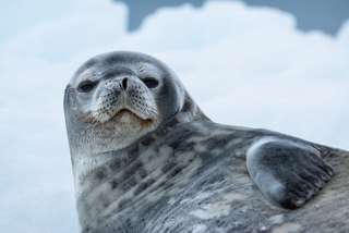 Les ultrasons que produisent les phoques de Weddell sont étranges et magnifiques