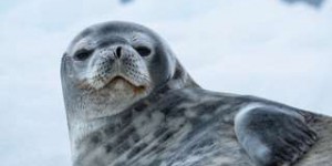 Les ultrasons que produisent les phoques de Weddell sont étranges et magnifiques