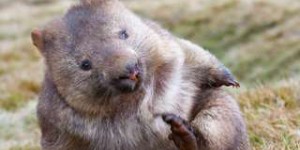 Quand les crottes cubiques des wombats nous donnent des idées