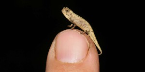Étrangeté du vivant : ce minuscule caméléon est le plus petit reptile connu