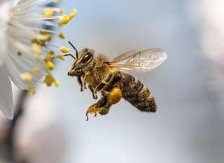 10 actions à adopter pour sauver les abeilles
