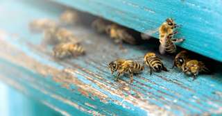 Bêtes de science : ces abeilles ont inventé un réseau de communication