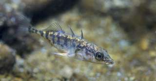 Bêtes de science : ces poissons dévoilent leur personnalité en nageant