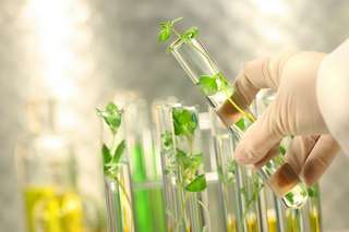 Plantes génétiquement modifiées : « Les gens ne perçoivent pas l’urgence à innover dans l’agriculture »